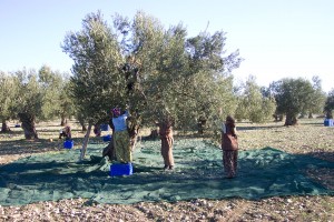 Büyükşehir’den Zeytinciye Destek (3)